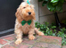 Boris, the cockapoo