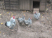 Breeding group of silver laced Wyandotte bantams