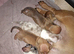 Miniature Dachshund puppies