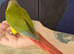 Hand reared tame pineapple gcc (7)