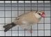 Java finches