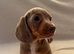 Stunning rainbow litter ready now