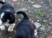 Here is my collie c Shepard puppy&rsquo;s