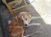 Welsh collie cross looking for a loving home