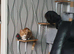 I have 2 male cats