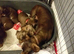 Miniature dachshund boys