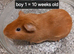 Baby guinea pigs ready now