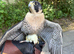 6 year old male peregrine falcon imprint