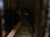 Proven breeding pair  blue conure