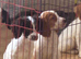 4 beautiful cockerspaniel puppies for sale
