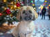 Shih tzu stud