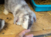 Large french lop