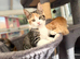 TORTOISESHELL MAINE COON X KITTENS