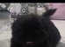 Shitzu puppy