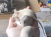 Fancy mice and accessories