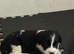 7 adorable cockerdor puppies