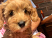 Cavapoo boy pup