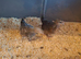 2 female quails