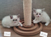 Beautiful ragdoll kittens