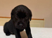 Labrador puppies only 2 females left