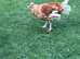 Polish pullet
