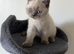 Stunning pedigree British shorthairs