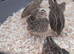 Quails