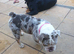Dwkc English bulldog girl
