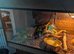Vivarium and ball python