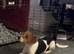 Loving beagle mix looking for forever home