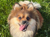Pomeranian puppies
