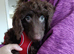 Beautiful Chocolate Brown Cockapoo Puppy