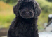 F1B cavapoo pups