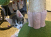 Female kitten unique colour bobtail