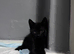3 American Bobtail x Tortoise Shell Kittens for Sale