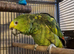 Oscar the yellow crowned Amazon