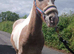 9.2hh 5 year old skewbald gelding, perfect companion