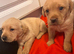 Labrador puppies for sale