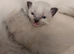 Pedigree Ragdoll mix litter ready 13 October