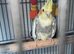 Beautiful female pear cockatiel and 9 months old.