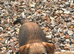 Border terrier puppys