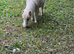 Palomino Shetland filly foal