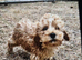 Cockapoo puppies