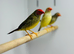 Star finch