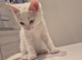 Adorable odd eyed kitten looking for a new home