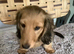 Stunning kc min dachshunds ready now to loving homes. Only 2 left !