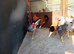 Pure bred poultry