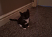 Kitten for sale