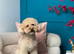 Stunning 100% red Tiny toy poodles