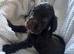 Show Cocker Spaniels looking for Homes